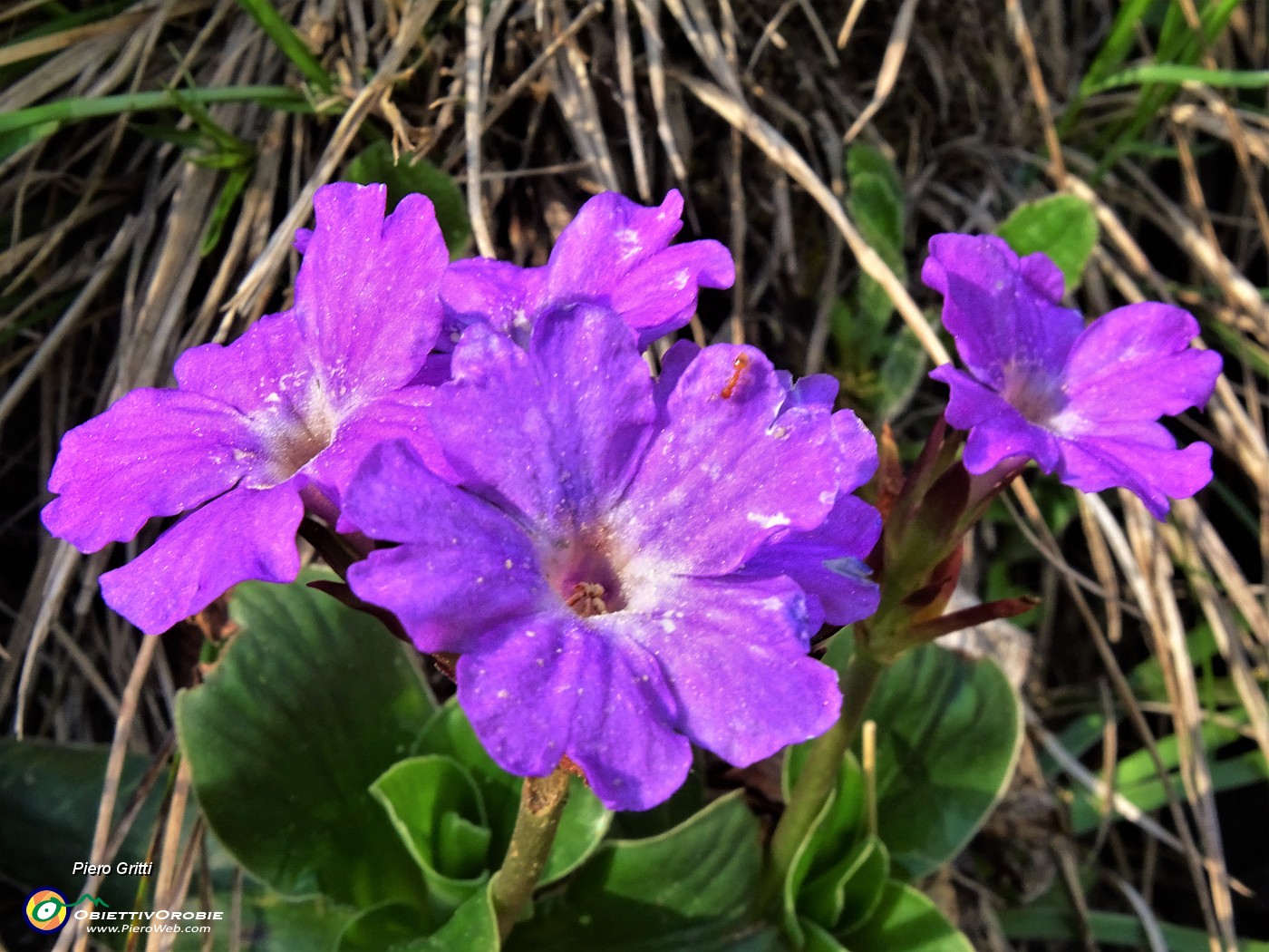 20 Primula glaucescens (Primula di Lombardia).JPG